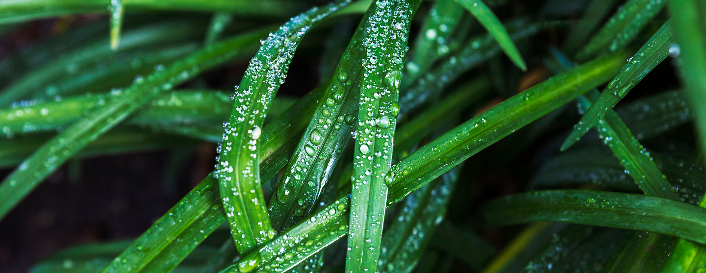 Антиклещ_wet-grass-blades 2 (1).png